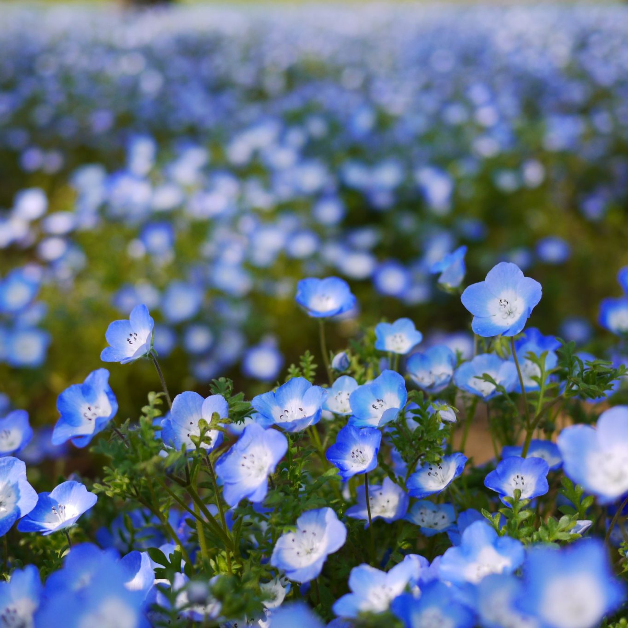 Sfondi Field Of Blue Flowers 2048x2048