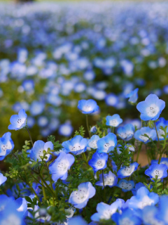 Das Field Of Blue Flowers Wallpaper 240x320