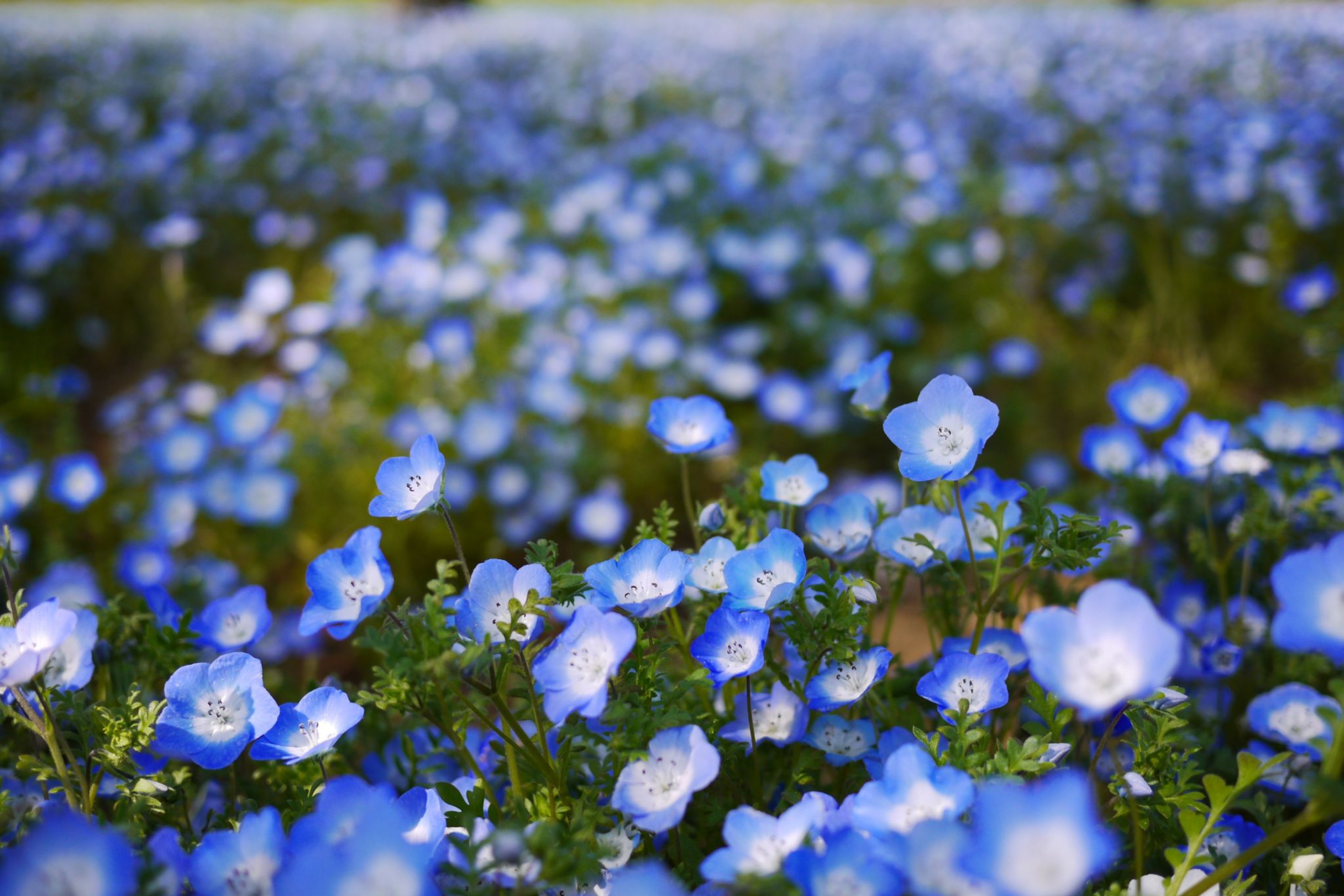 Обои Field Of Blue Flowers 2880x1920