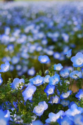 Sfondi Field Of Blue Flowers 320x480