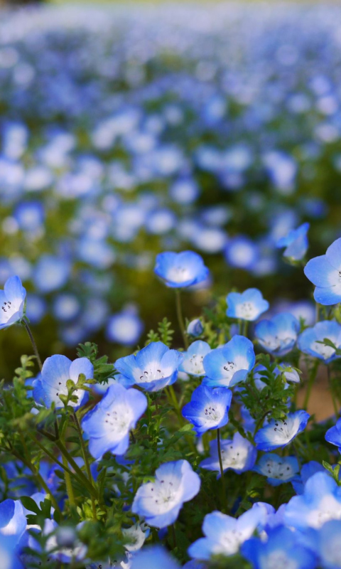 Sfondi Field Of Blue Flowers 480x800