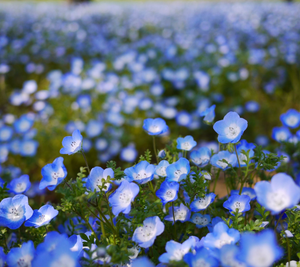 Fondo de pantalla Field Of Blue Flowers 960x854