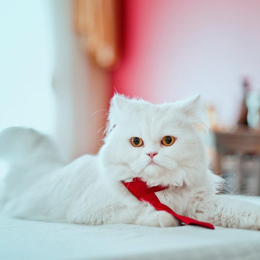 Обои Persian White Cat 1024x1024