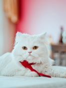 Persian White Cat screenshot #1 132x176