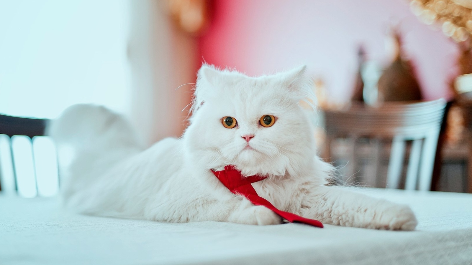 Fondo de pantalla Persian White Cat 1600x900