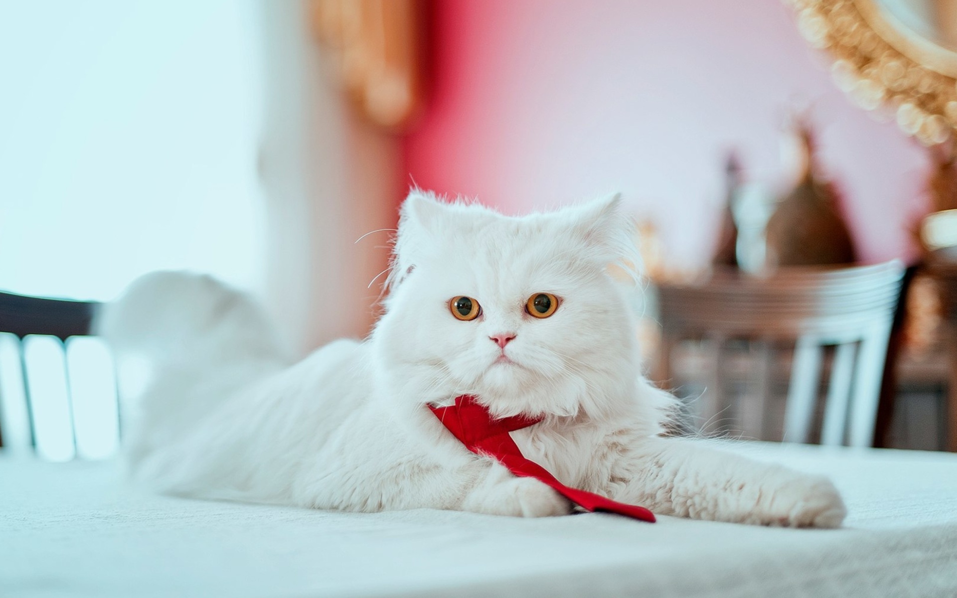 Persian White Cat Wallpaper for Widescreen Desktop PC 1920x1080 Full HD