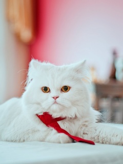 Обои Persian White Cat 240x320