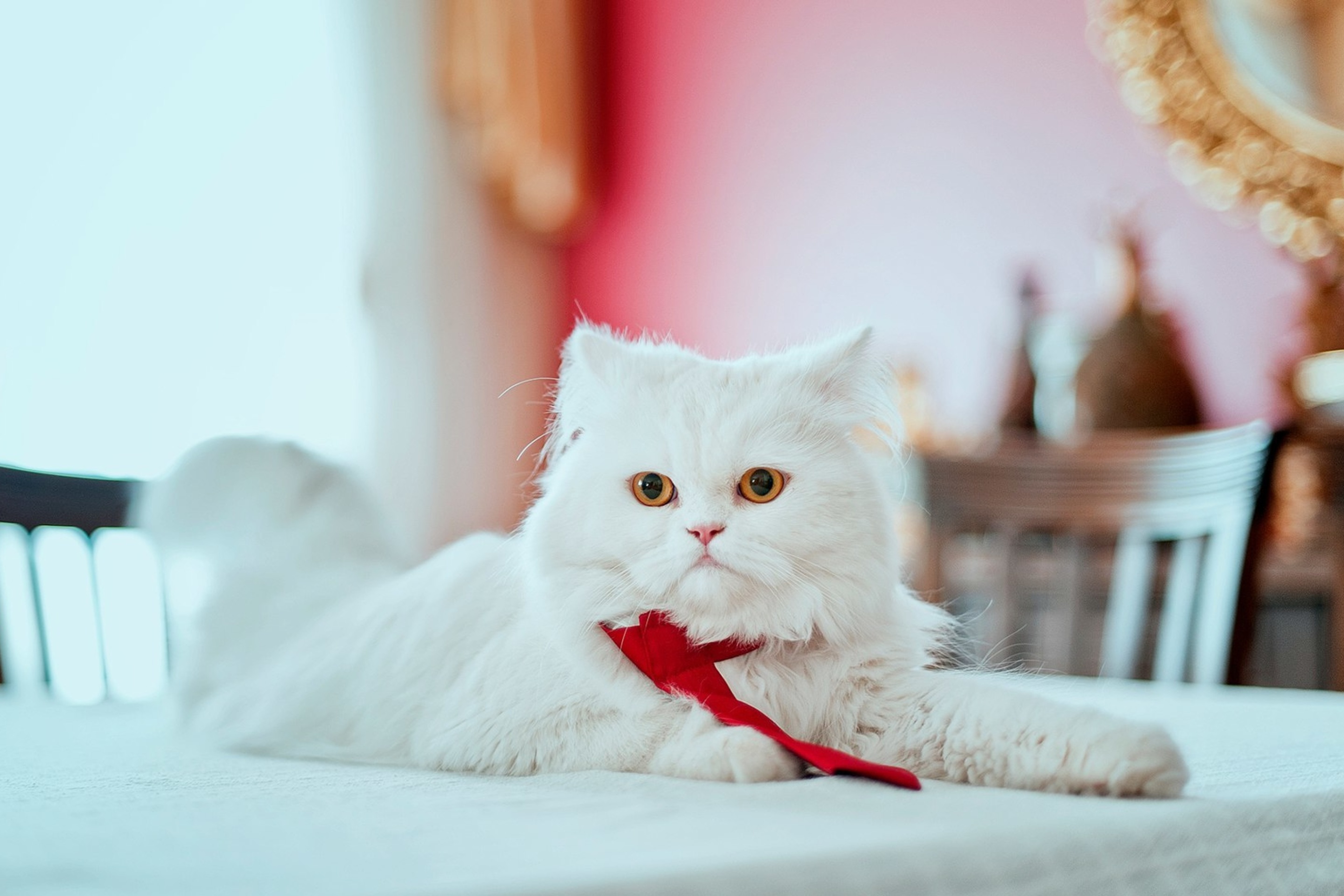 Persian White Cat wallpaper 2880x1920