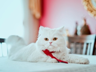 Persian White Cat wallpaper 320x240