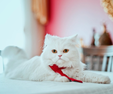 Persian White Cat wallpaper 480x400