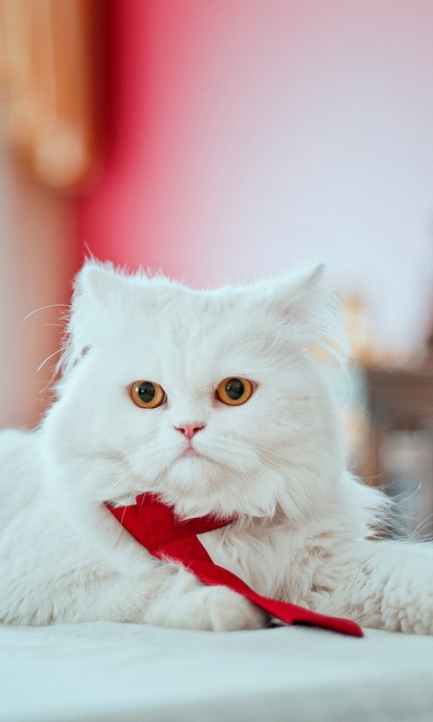 Обои Persian White Cat 480x800