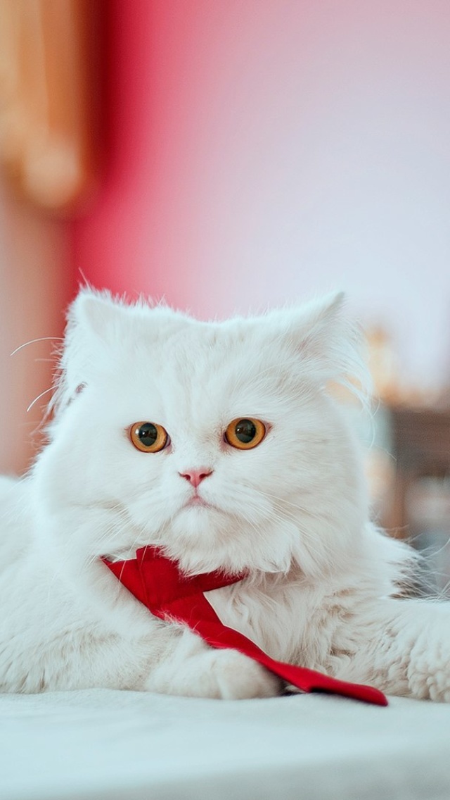 Обои Persian White Cat 640x1136