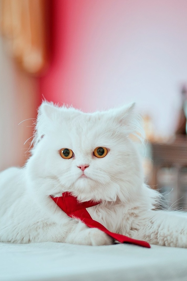 Das Persian White Cat Wallpaper 640x960