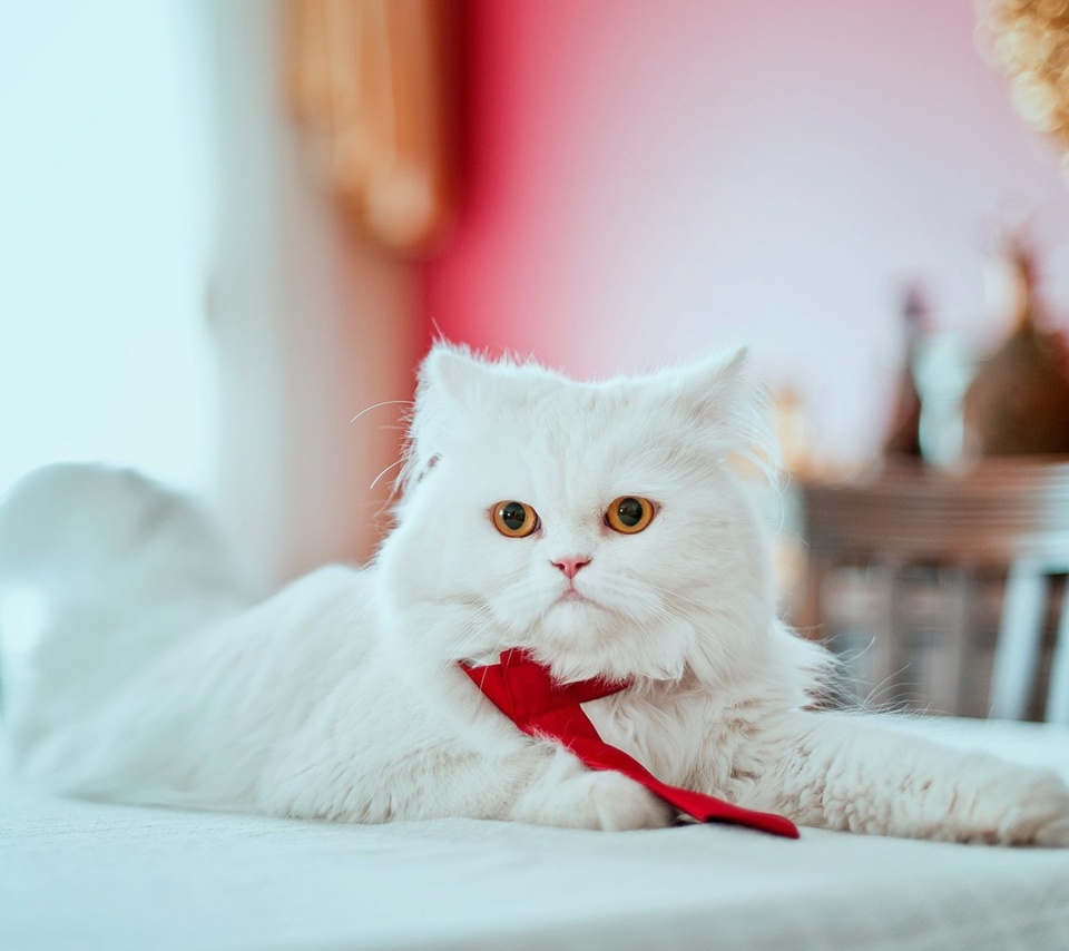 Sfondi Persian White Cat 960x854