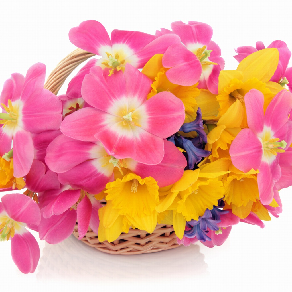 Fondo de pantalla Indoor Basket of Tulips and Daffodils 1024x1024