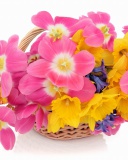Indoor Basket of Tulips and Daffodils wallpaper 128x160