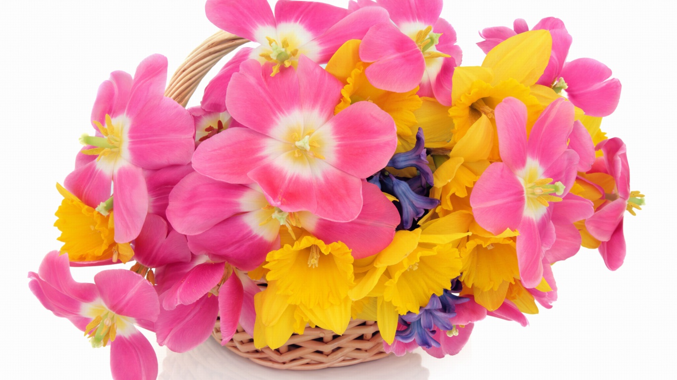 Sfondi Indoor Basket of Tulips and Daffodils 1366x768
