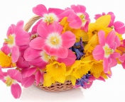 Indoor Basket of Tulips and Daffodils wallpaper 176x144