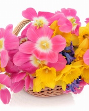 Indoor Basket of Tulips and Daffodils wallpaper 176x220