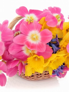 Indoor Basket of Tulips and Daffodils wallpaper 240x320