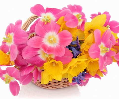 Fondo de pantalla Indoor Basket of Tulips and Daffodils 480x400