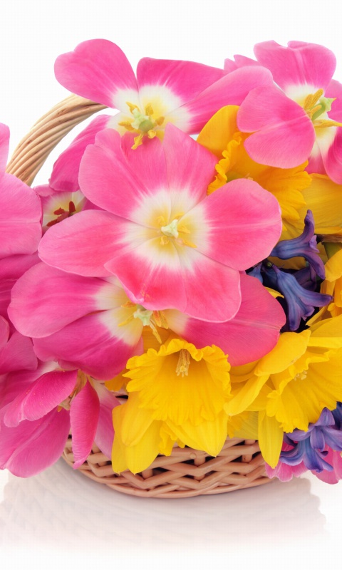 Indoor Basket of Tulips and Daffodils wallpaper 480x800