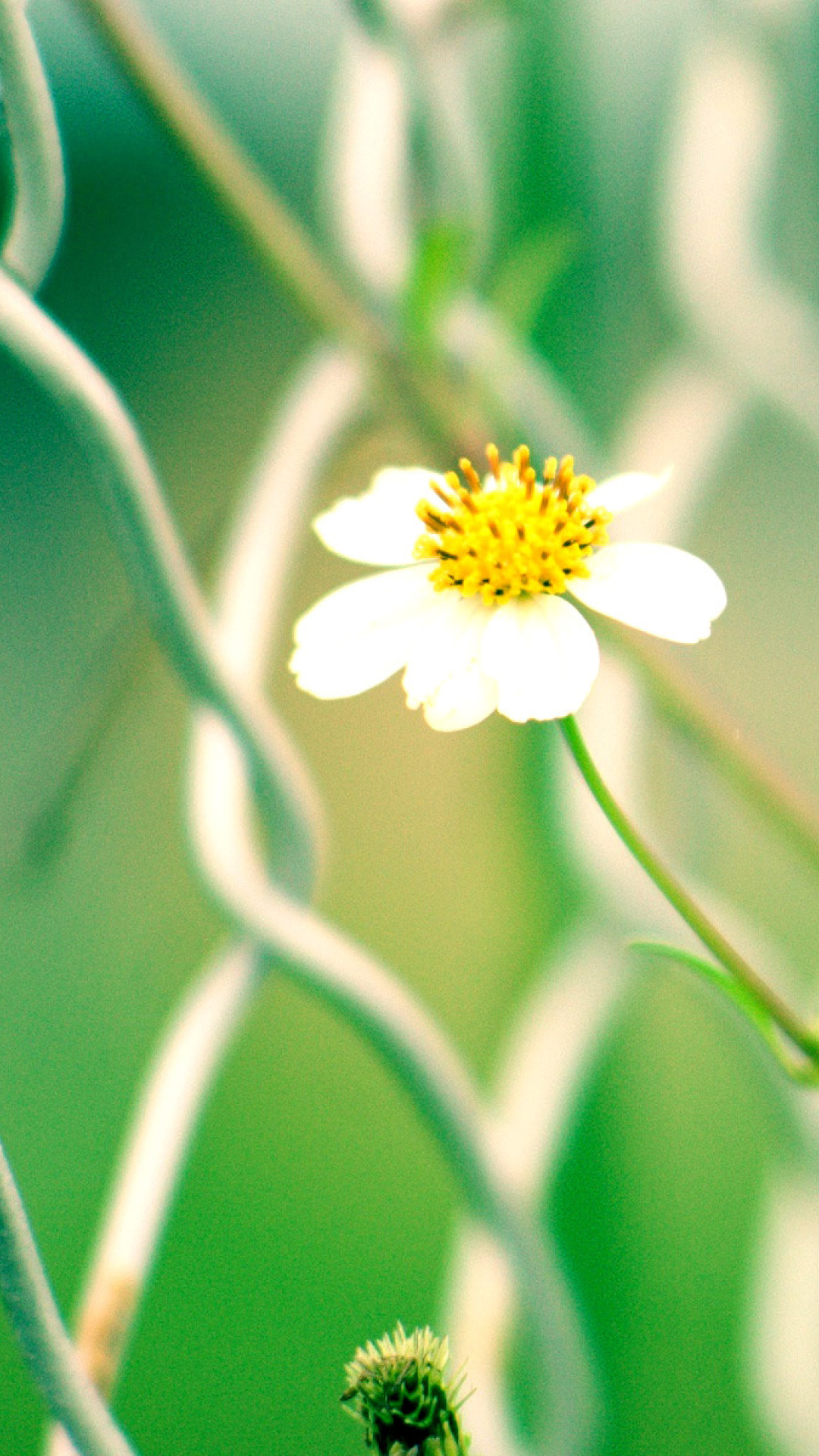 Macro flowers and Fence wallpaper 1080x1920