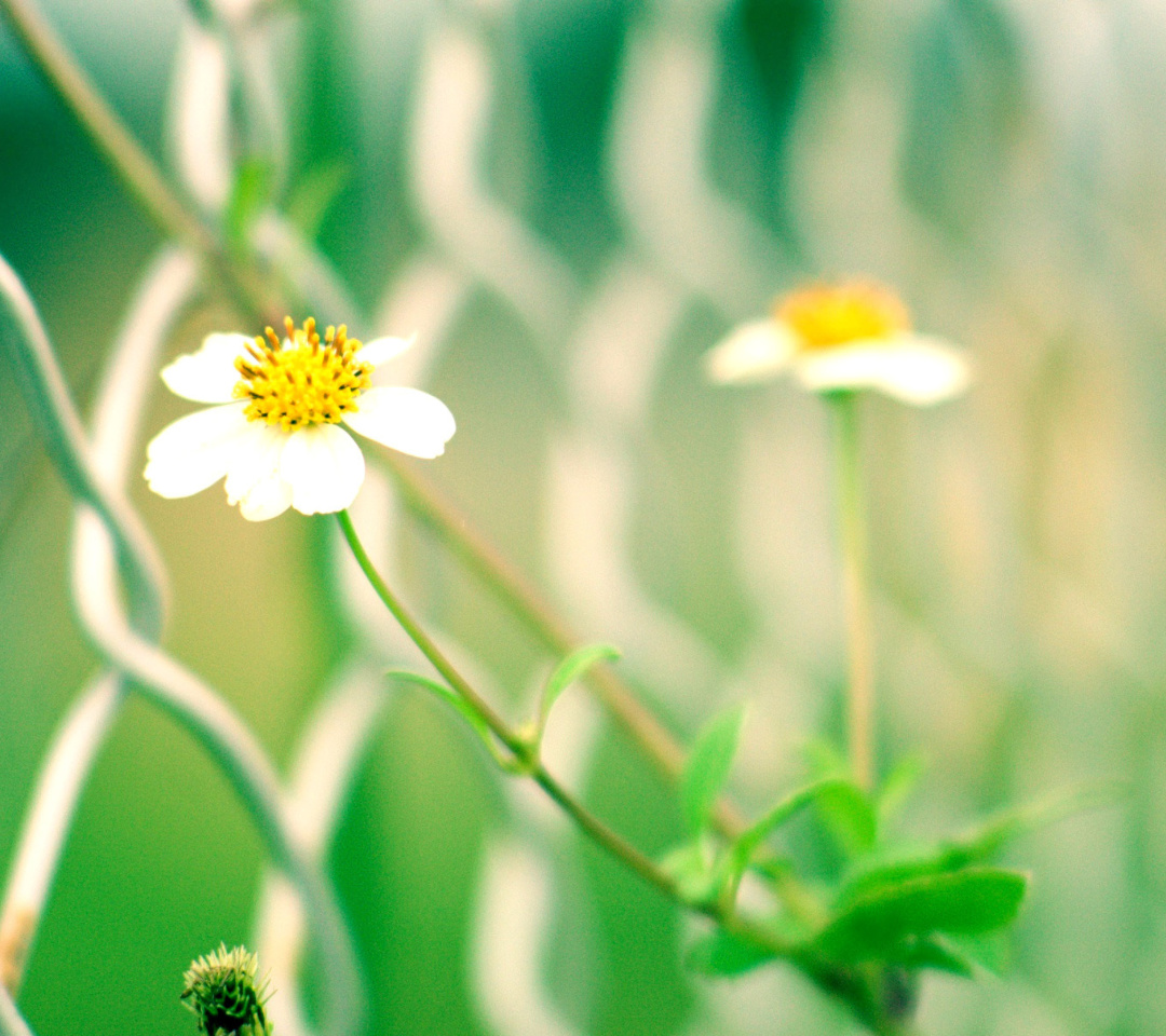 Macro flowers and Fence screenshot #1 1080x960