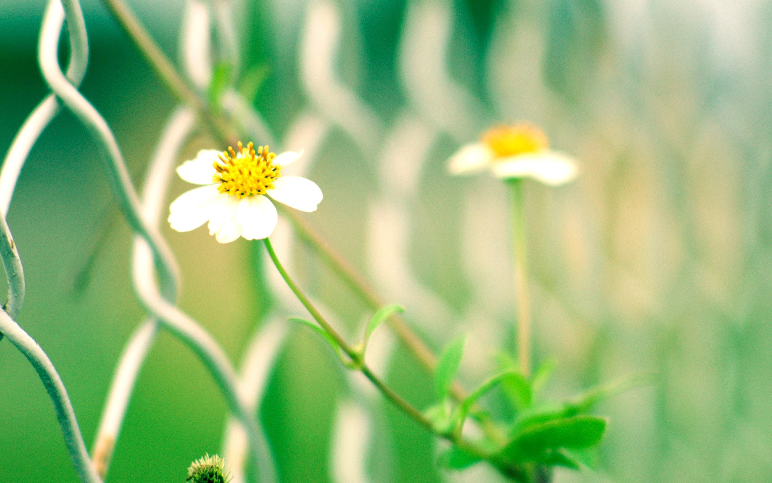 Macro flowers and Fence wallpaper 2560x1600