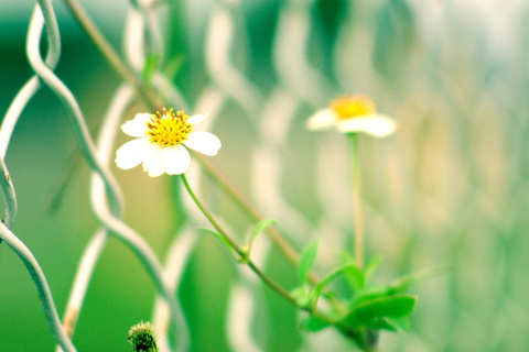 Macro flowers and Fence screenshot #1 480x320