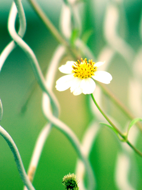 Macro flowers and Fence wallpaper 480x640