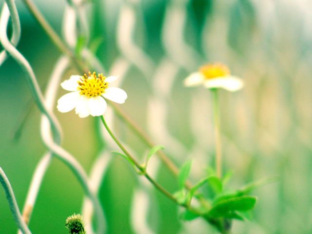 Das Macro flowers and Fence Wallpaper 640x480