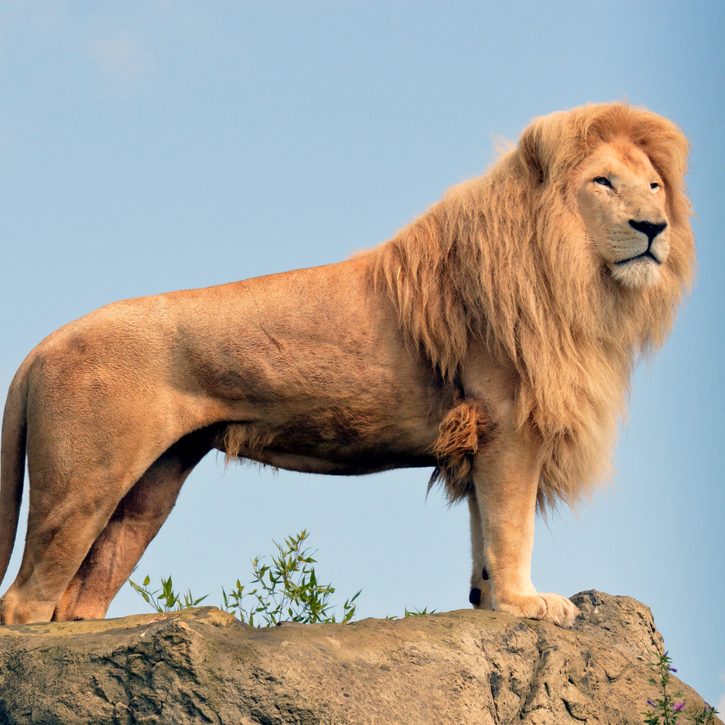 Das Lion in Gir National Park Wallpaper 1024x1024