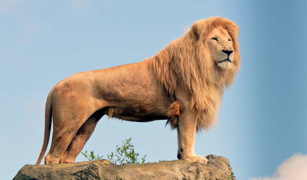 Das Lion in Gir National Park Wallpaper 1024x600
