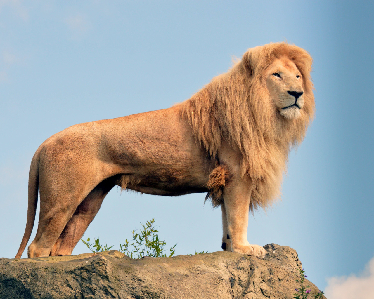 Lion in Gir National Park wallpaper 1280x1024