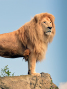 Lion in Gir National Park wallpaper 132x176