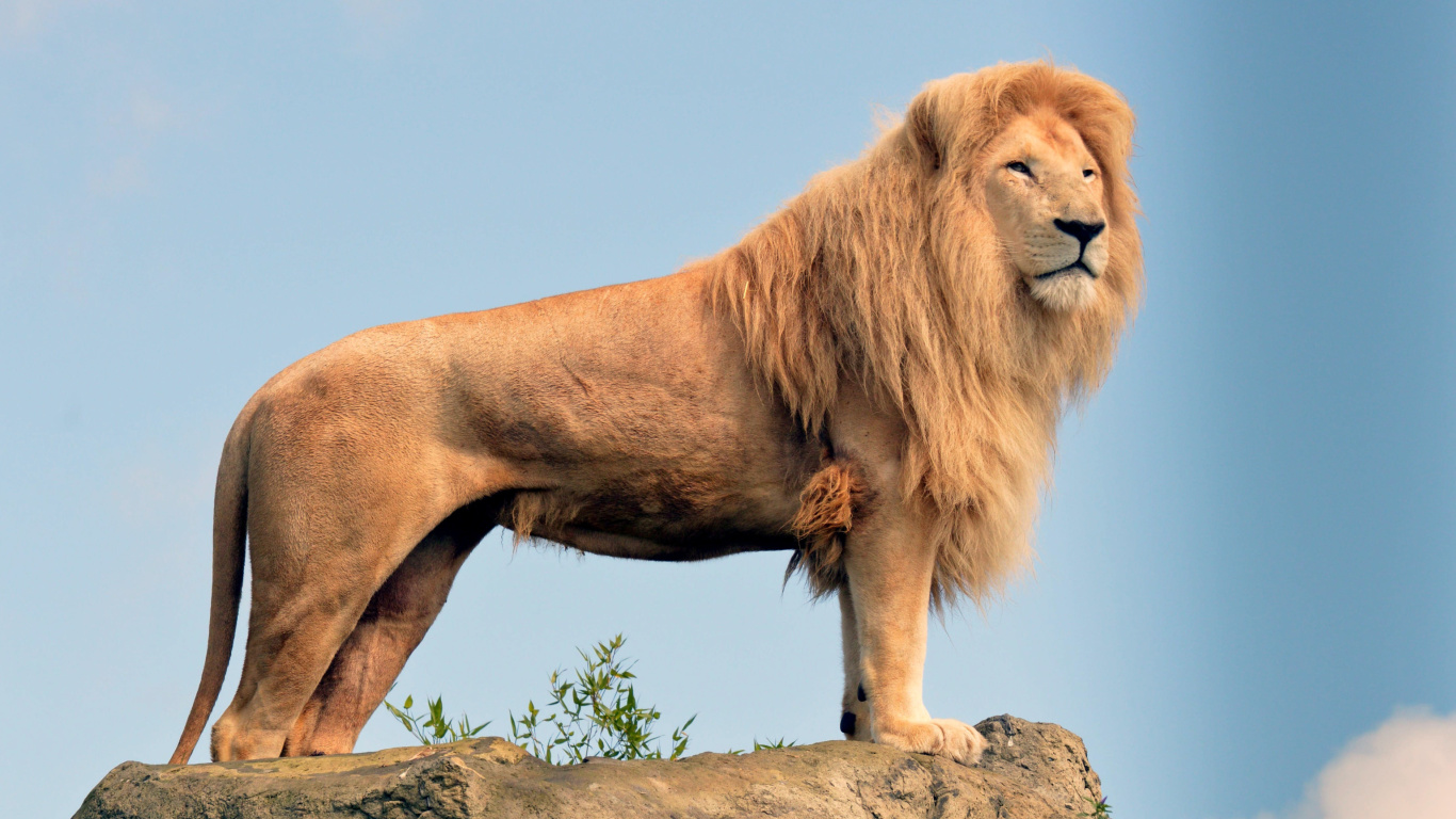 Обои Lion in Gir National Park 1366x768