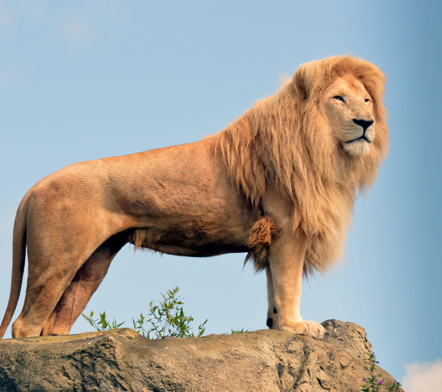 Das Lion in Gir National Park Wallpaper 1440x1280
