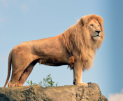 Lion in Gir National Park wallpaper 176x144