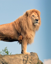 Lion in Gir National Park wallpaper 176x220
