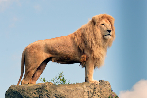 Lion in Gir National Park wallpaper 480x320