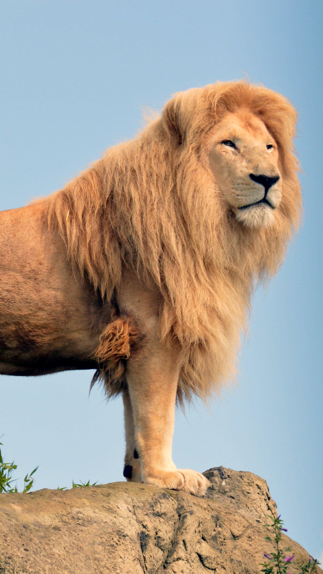 Lion in Gir National Park wallpaper 640x1136