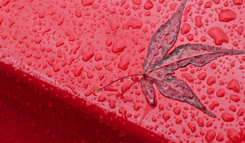 Rainy Red Autumn wallpaper 1024x600