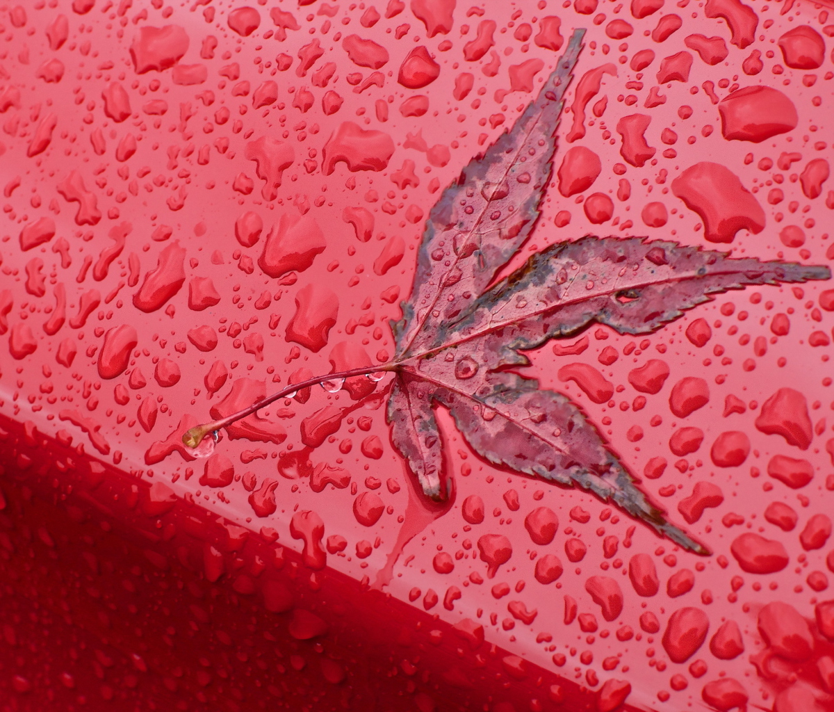 Das Rainy Red Autumn Wallpaper 1200x1024