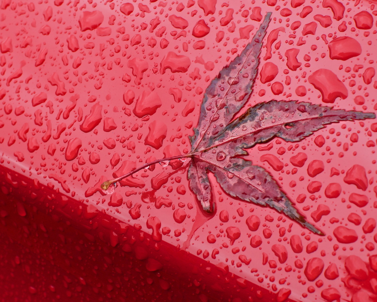 Rainy Red Autumn wallpaper 1280x1024