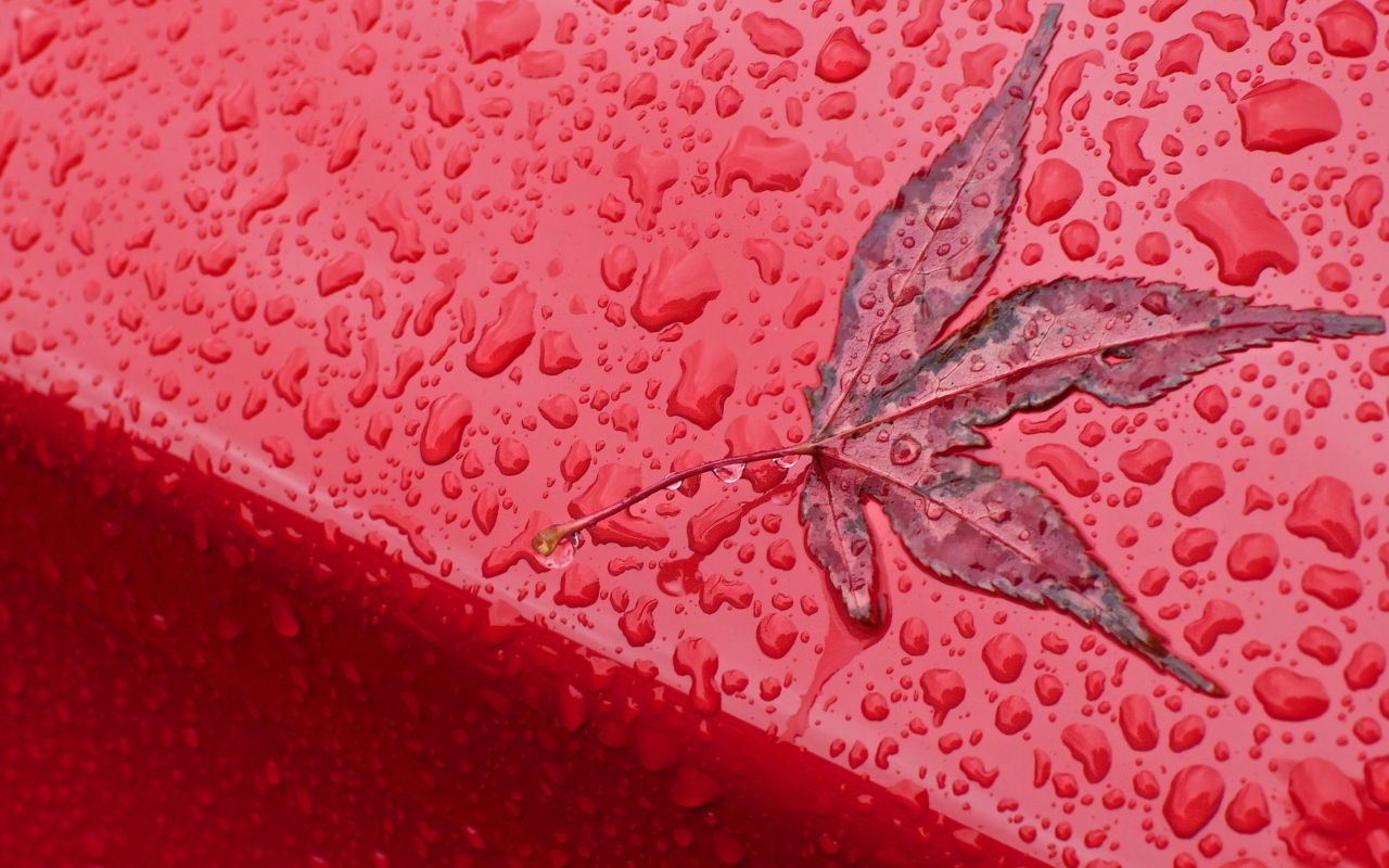 Rainy Red Autumn wallpaper 1280x800