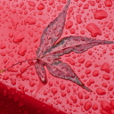 Rainy Red Autumn screenshot #1 128x128