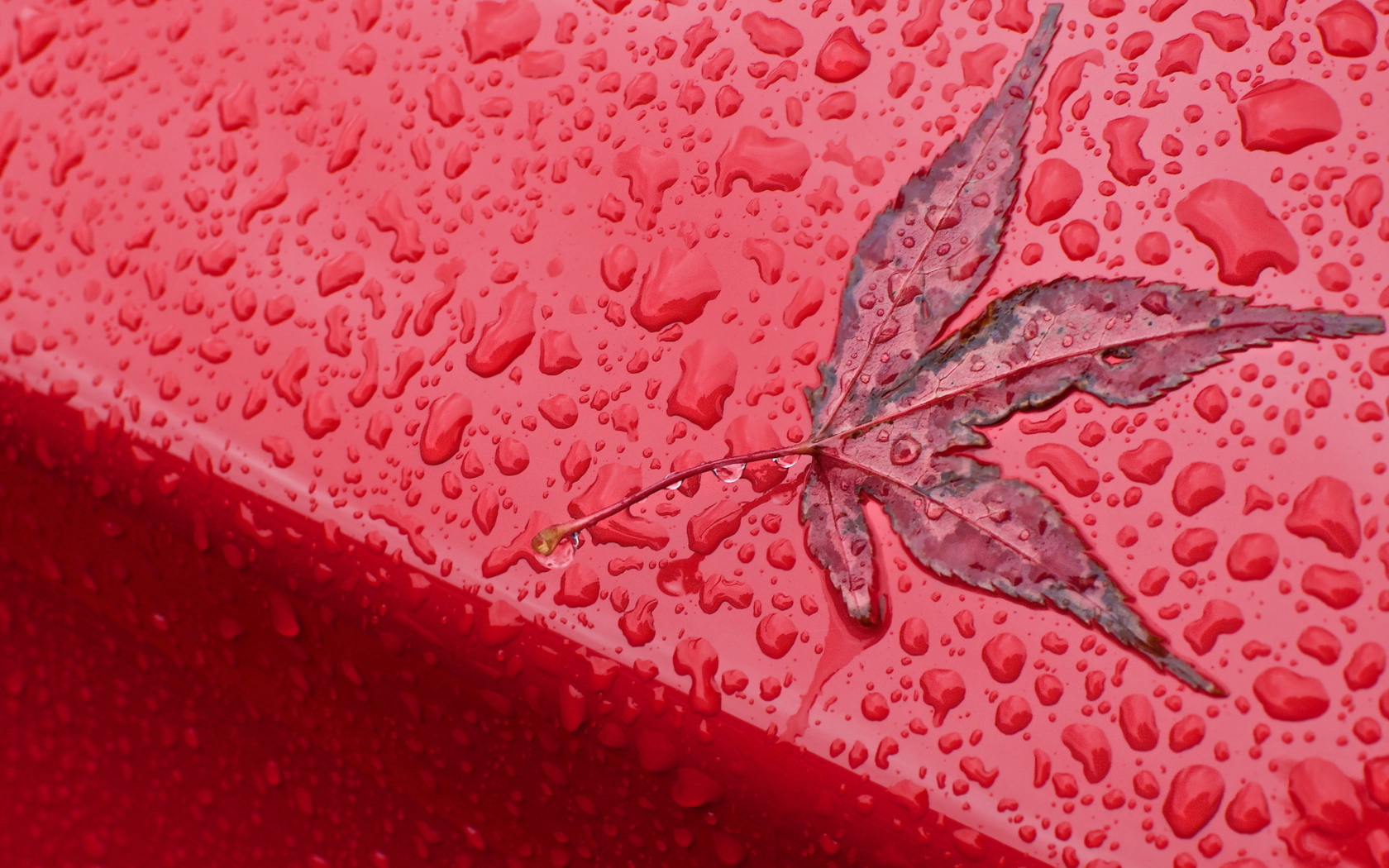 Rainy Red Autumn wallpaper 1680x1050
