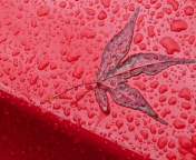 Das Rainy Red Autumn Wallpaper 176x144