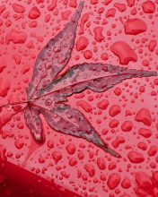Fondo de pantalla Rainy Red Autumn 176x220